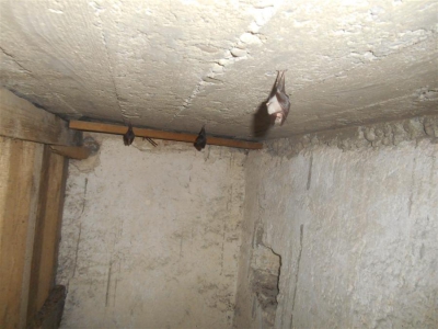 2014.10.06 Kości&oacute;ł w G&oacute;rkach Wielkich - liczenie nietoperzy