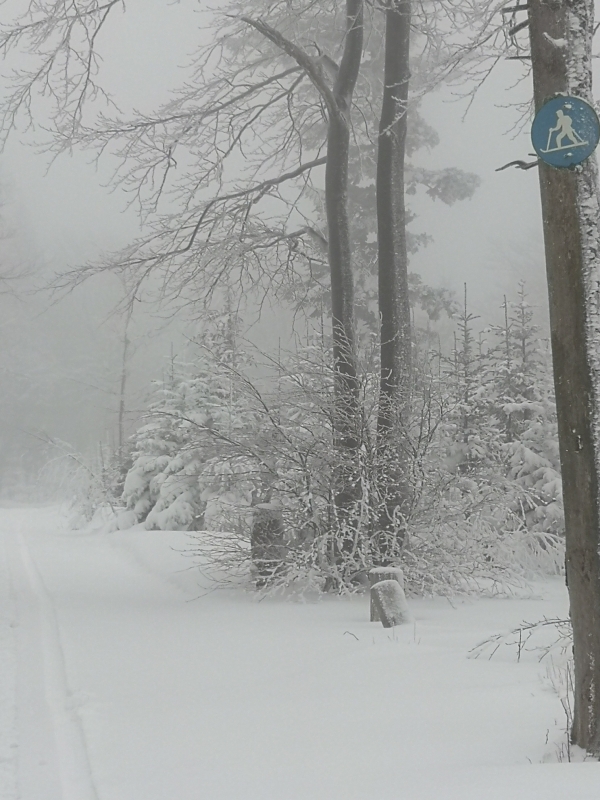2025.01.15  Szyndzielnia od parku linowego. P12W Trasa 4, dalej  Klimczok.  Na nartach.