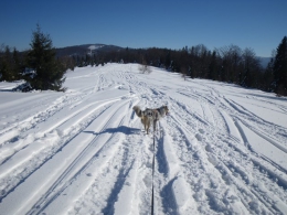 2015.02.14 Dog-skiing walentynkowy na Błatnią