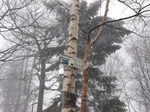 2019.01.05 P12 W Palenica