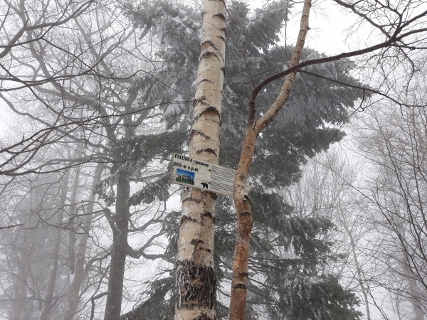 2019.01.05 P12 W Palenica