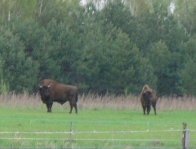 2013.05.01-05 Puszcza Białowieska