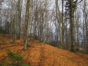 2016.02.02 Jasło