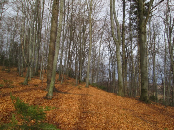 2016.02.02 Jasło