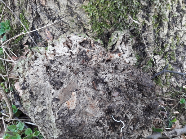 2018.04.04 Rezerwat Możyk w Grodźcu