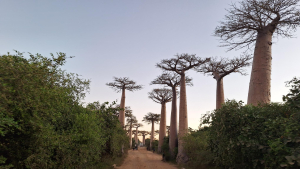 Aleja Baobab&oacute;w