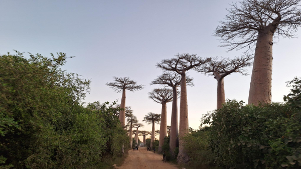 Aleja Baobab&oacute;w