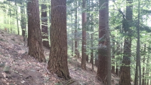 2023.05.13 Beskid Śląski - Masyw Magury - wielkie daglezje