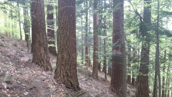 2023.05.13 Beskid Śląski - Masyw Magury - wielkie daglezje