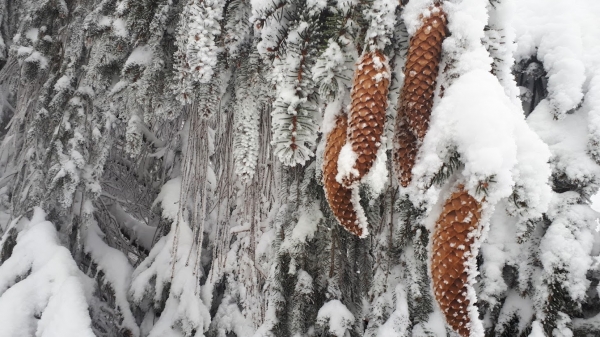 2022.12.15 Beskid Śląski - akcja narciarska
