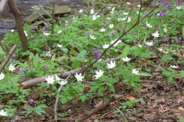 2013.04.27 Grabka - Beskid Śląski