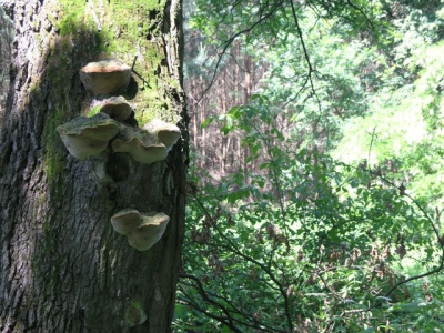 2013.06.09 Bobrek - rowerowo